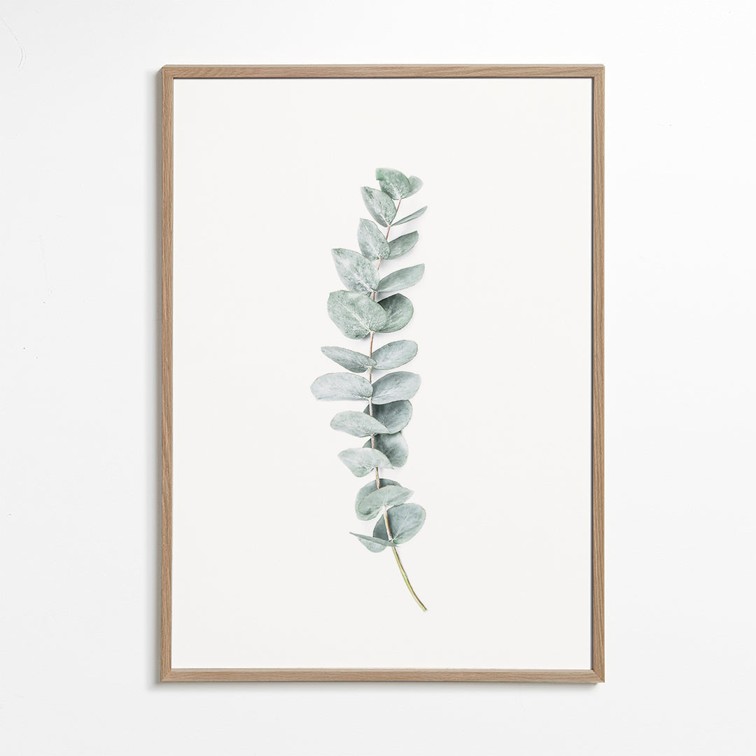 Eucalyptus II