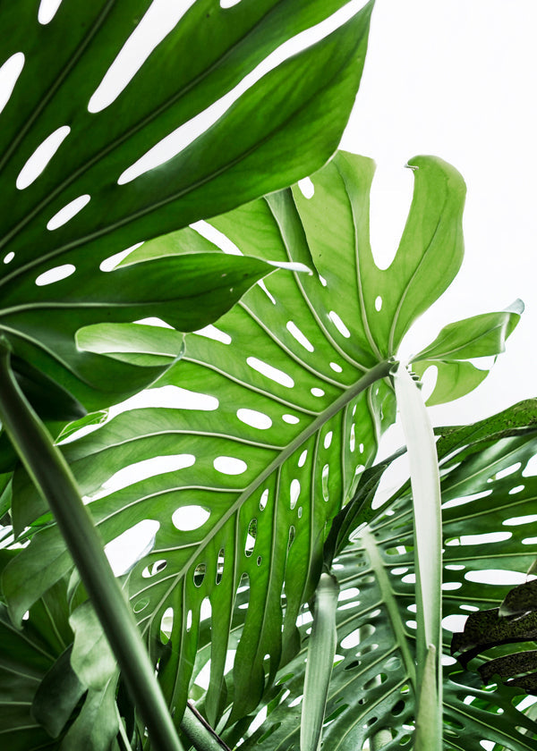 Jungle