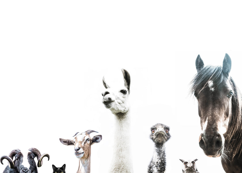 Animal Crew 2