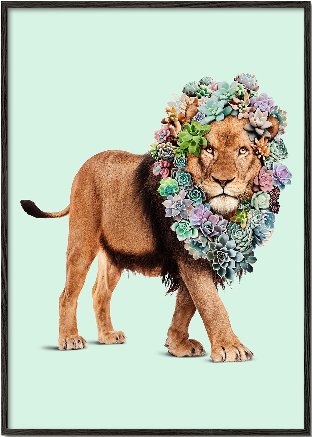 Succulent Lion
