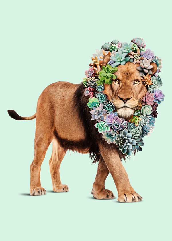 Succulent Lion