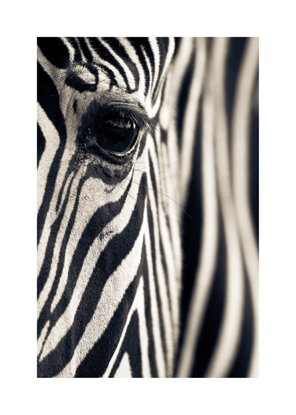 Eye & Stripes - Mario Moreno