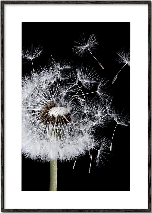 Dandelion Blowing - Bess Hamiti