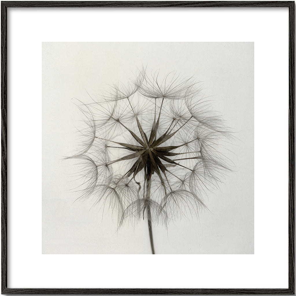 Tragopogon - Lotte Grønkjær