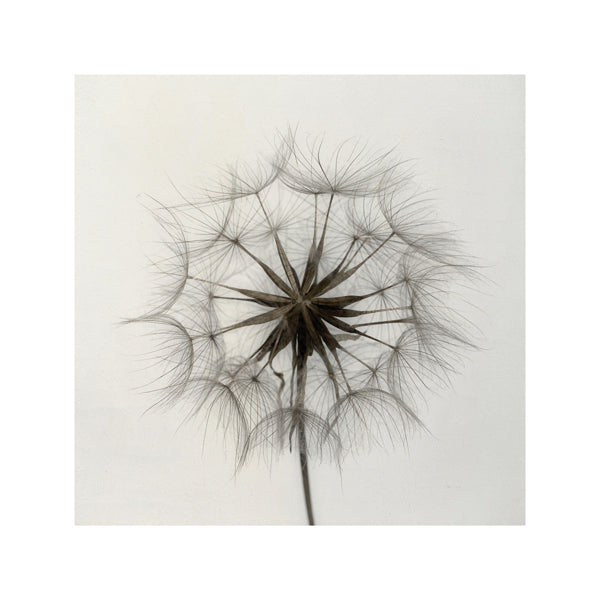 Tragopogon - Lotte Grønkjær