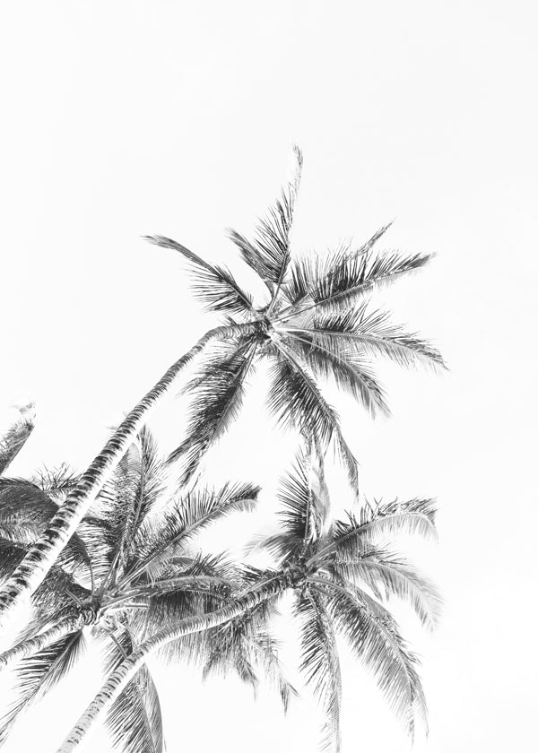 Beach Palm trees Black & White
