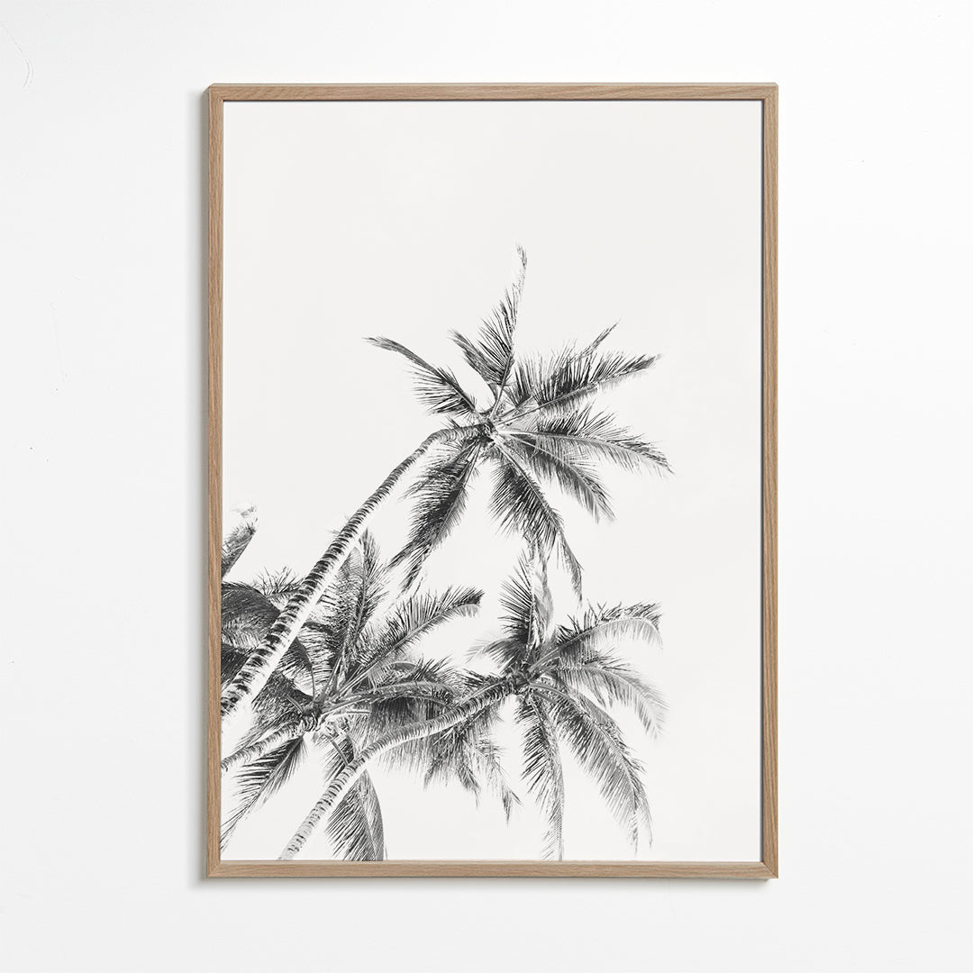 Beach Palm trees Black & White