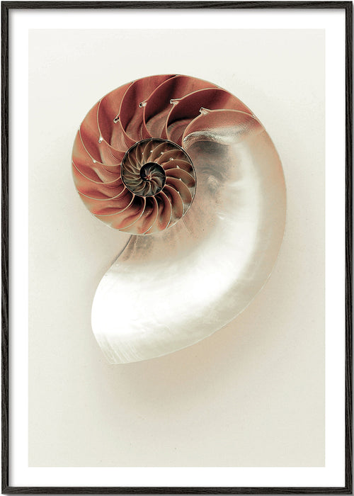 Fotografia di nautilus a spirale