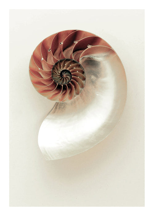 Fotografia di nautilus a spirale