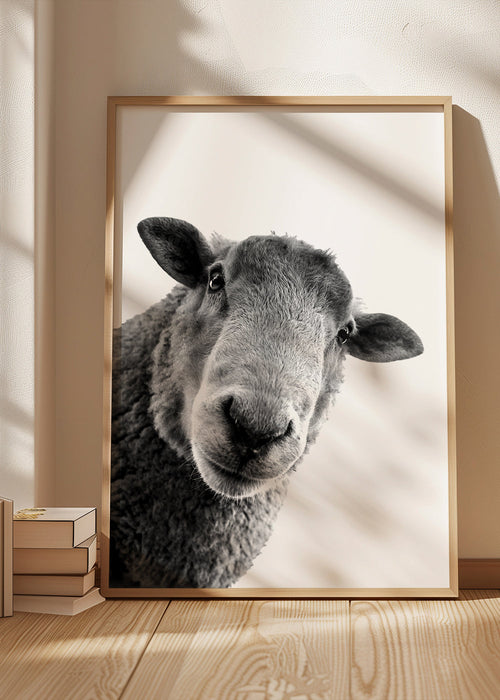 Curious sheep