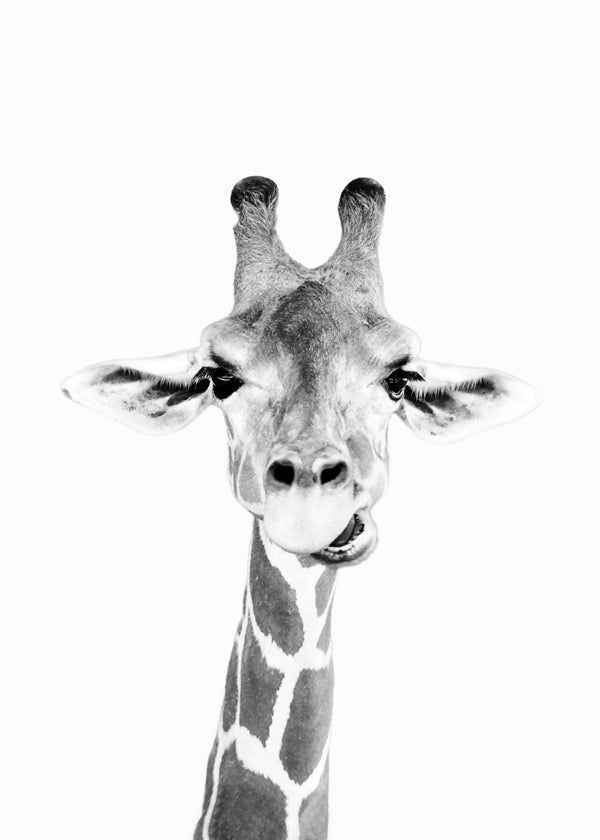 Baby giraffe