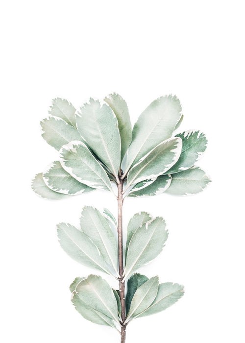 Foliage - Unframed art print