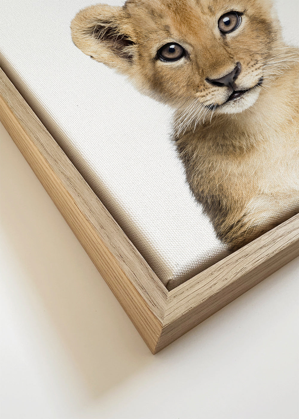 Baby Lion
