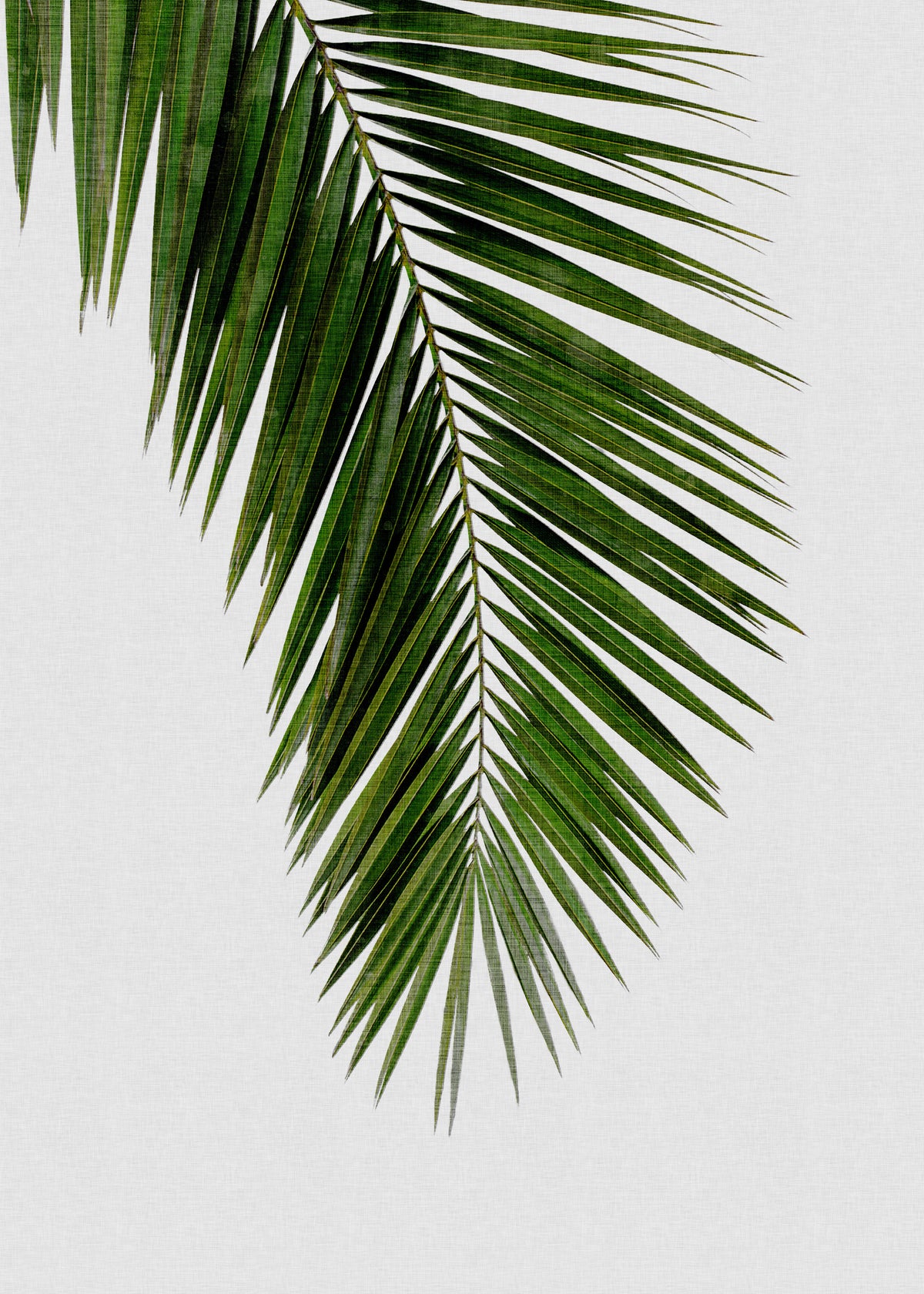 Palm Leaf I - Unframed art print