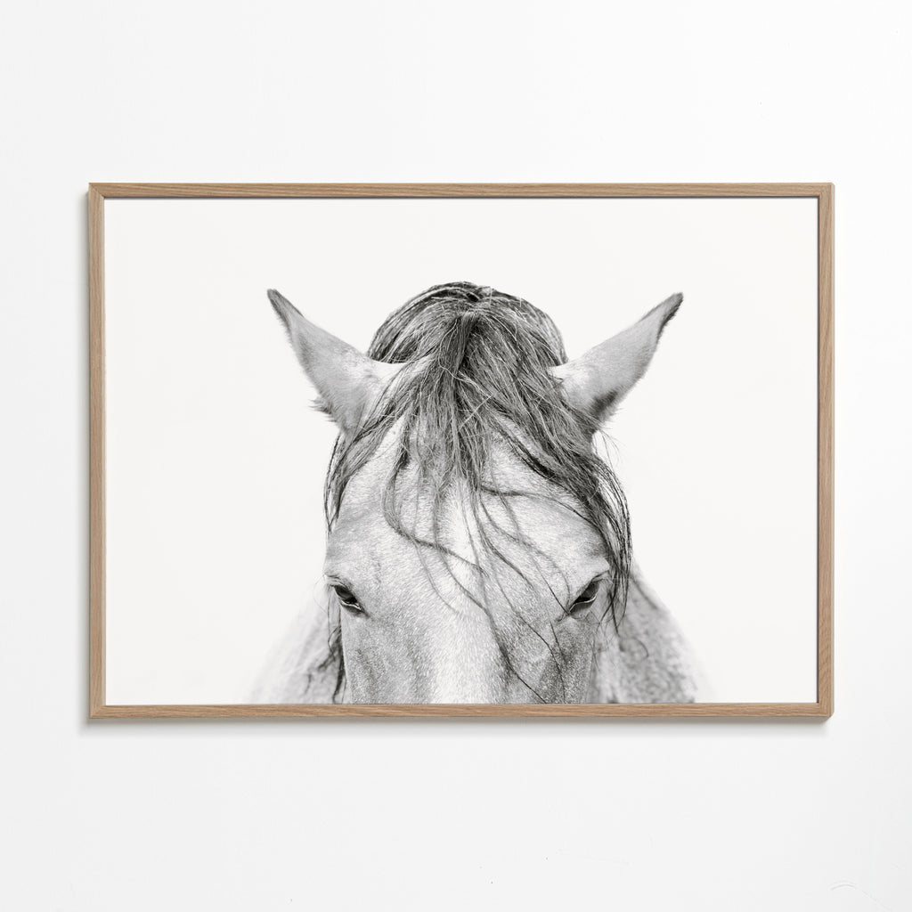 Horses Head 2