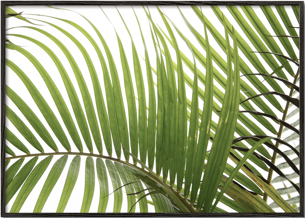Palm Leaves 02