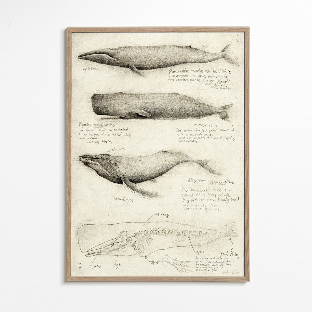 Whales