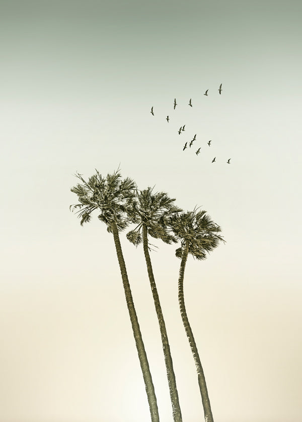 Vintage palm trees at sunset
