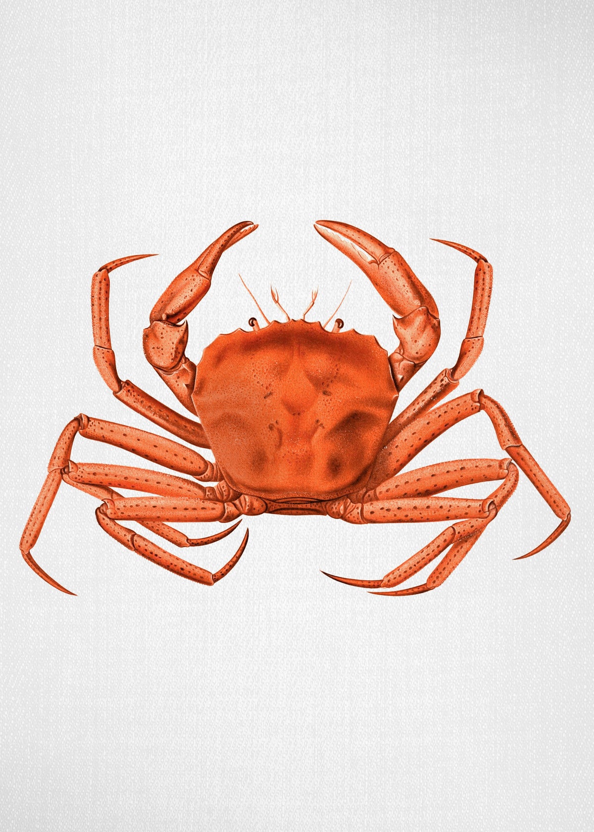 Watercolor Crab - Unframed art print