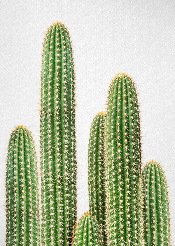 Cactus 2