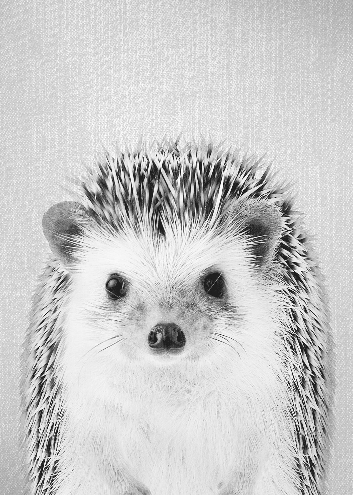 Hedgehog - Black & White - Unframed art print