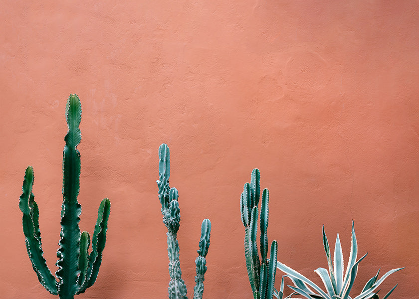 Stampa botanica con cactus su parete terracotta