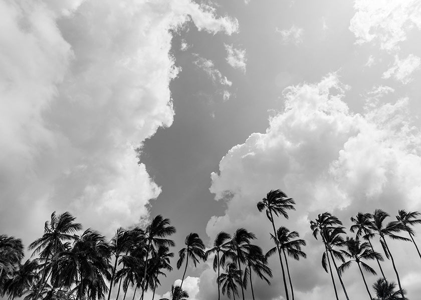 Arte paesaggistica con palme e cielo drammatico