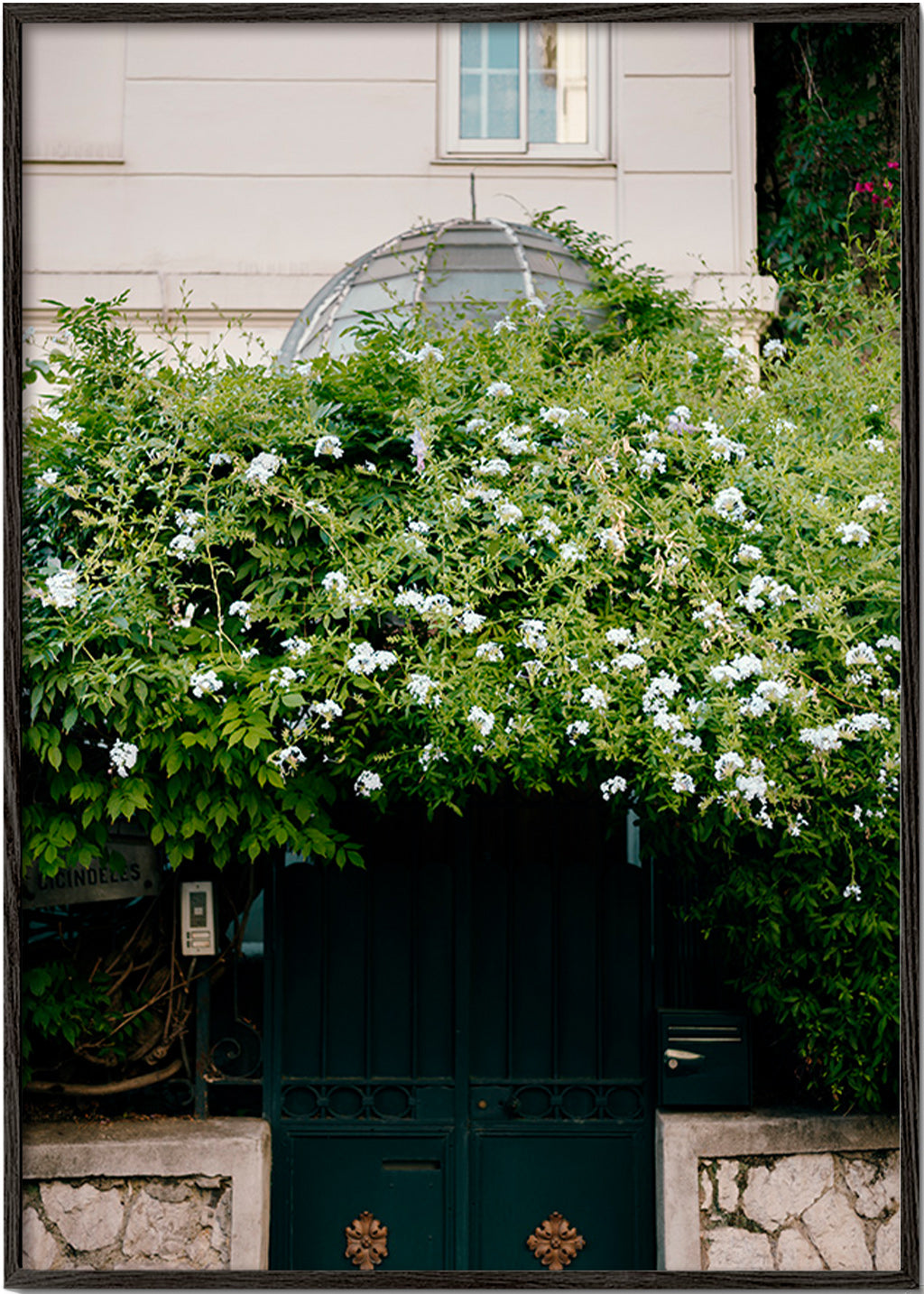 Stampa botanica con vite bianca sul portale – Black Frame