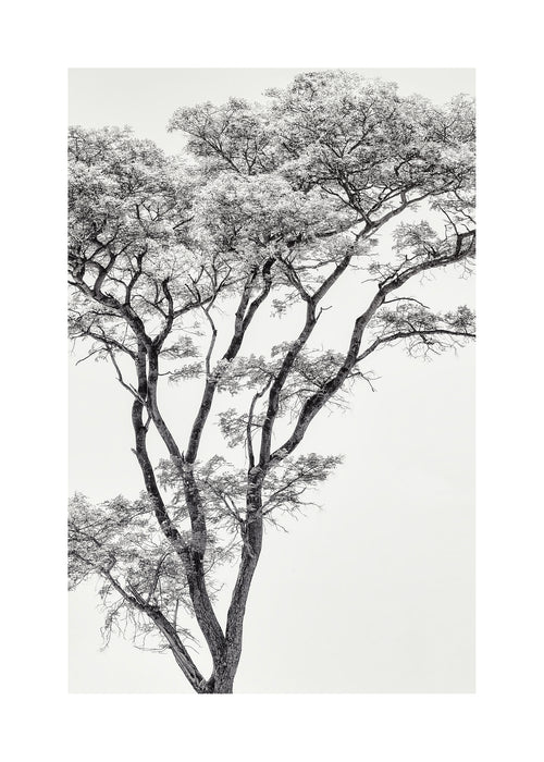 the African eagle - Unframed art print