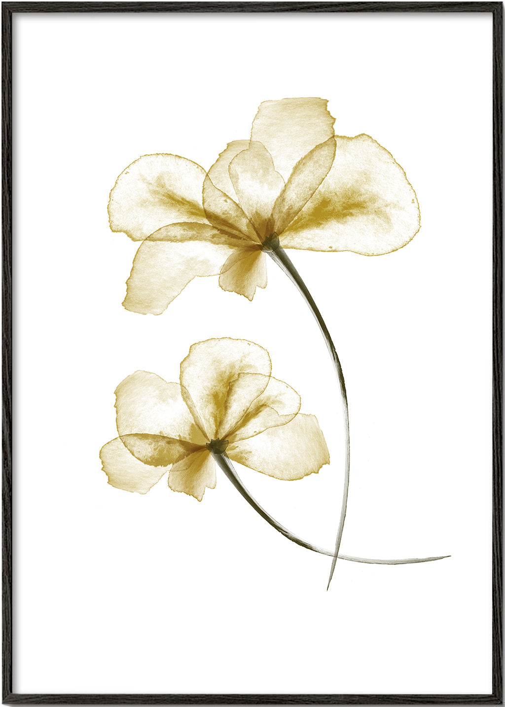Pressed Flowers - 1x Studio II