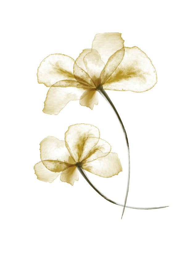 Pressed Flowers - 1x Studio II