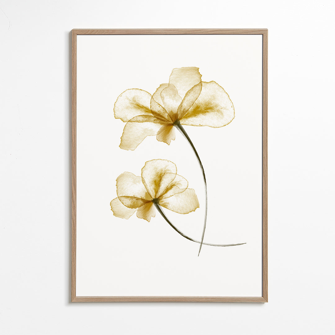 Pressed Flowers - 1x Studio II