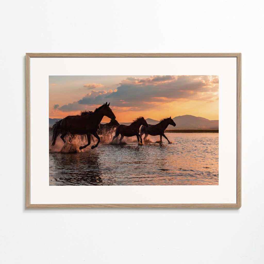 WATER HORSES - BARKAN TEKDOGAN