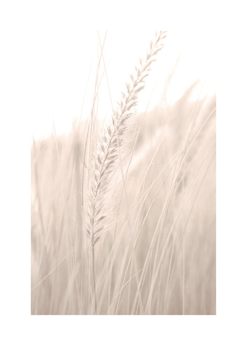 Grass V