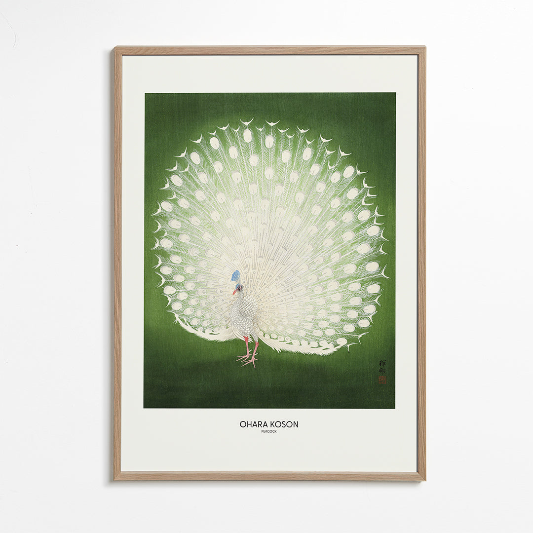 Peacock - Wide - Pictufy