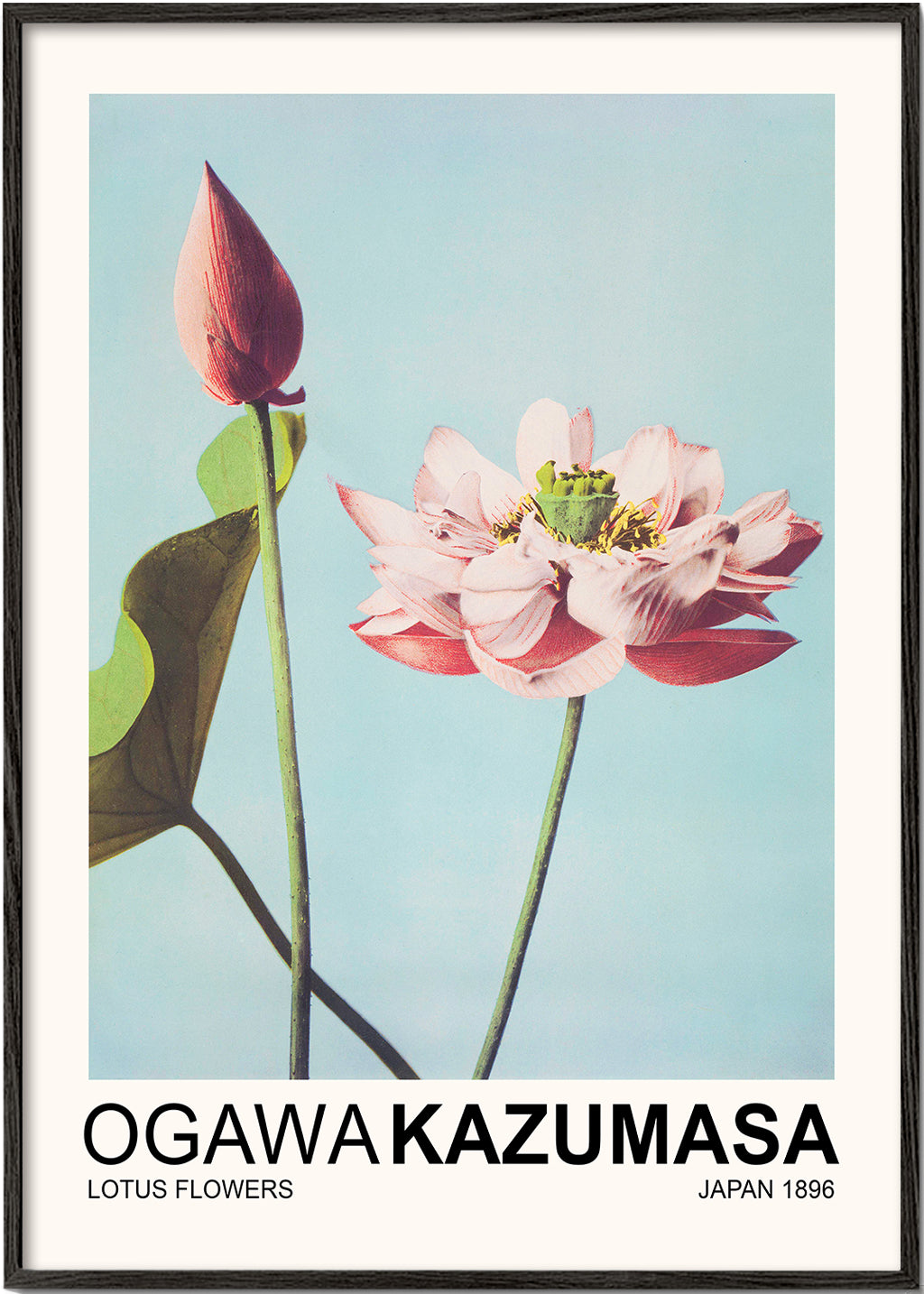 Lotus Flowers (Special Edition) - Ogawa Kazumasa