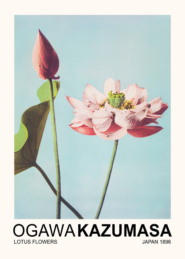 Lotus Flowers (Special Edition) - Ogawa Kazumasa