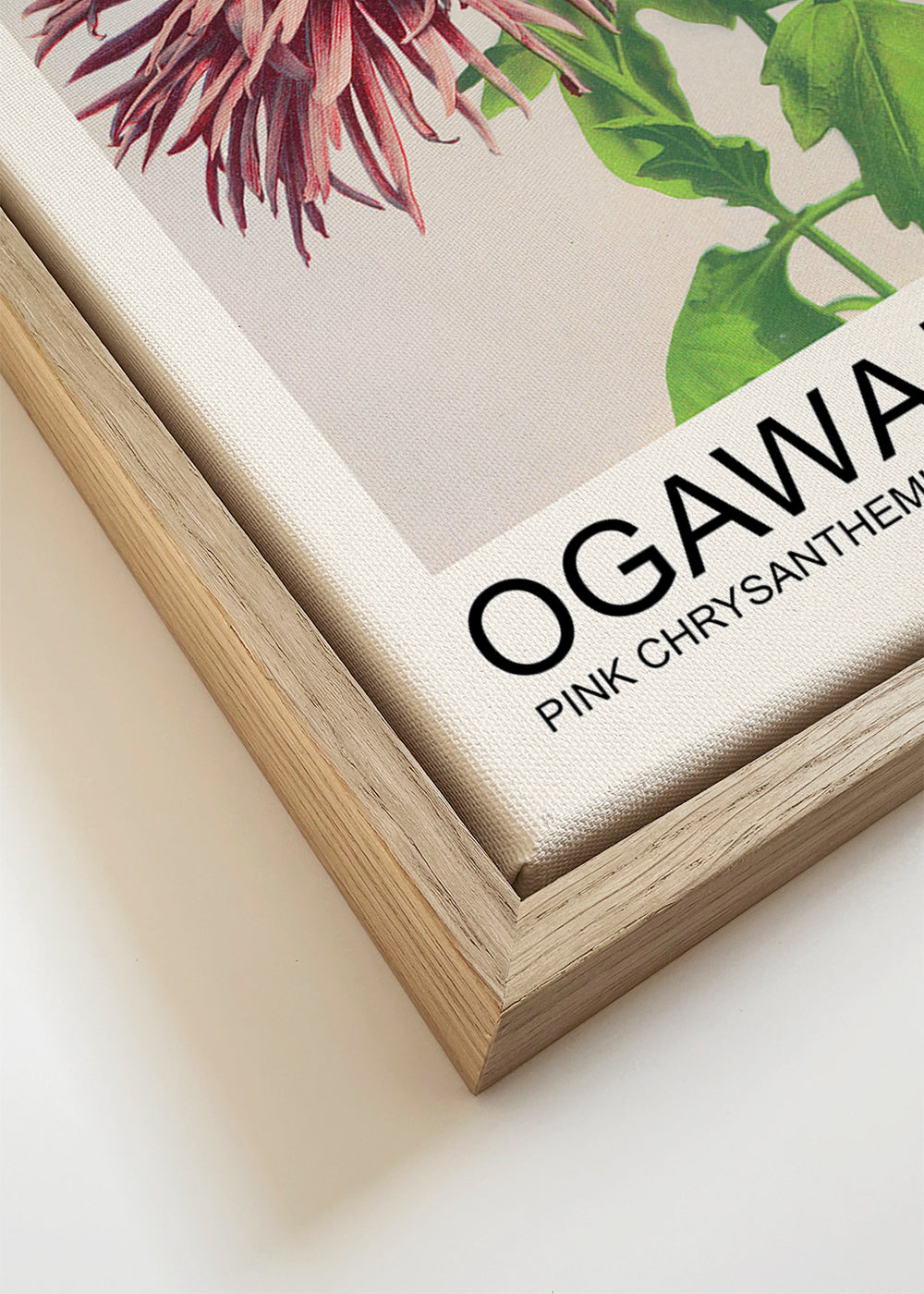 Pink Chrysanthemums (Special Edition) - Ogawa Kazumasa