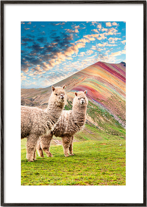 Opera alpaca sulla montagna arcobaleno – Black Frame