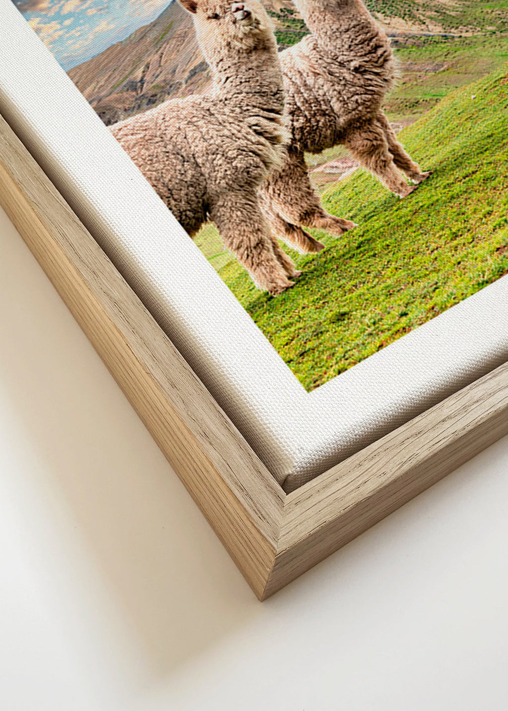 Opera alpaca sulla montagna arcobaleno – Canvas detail