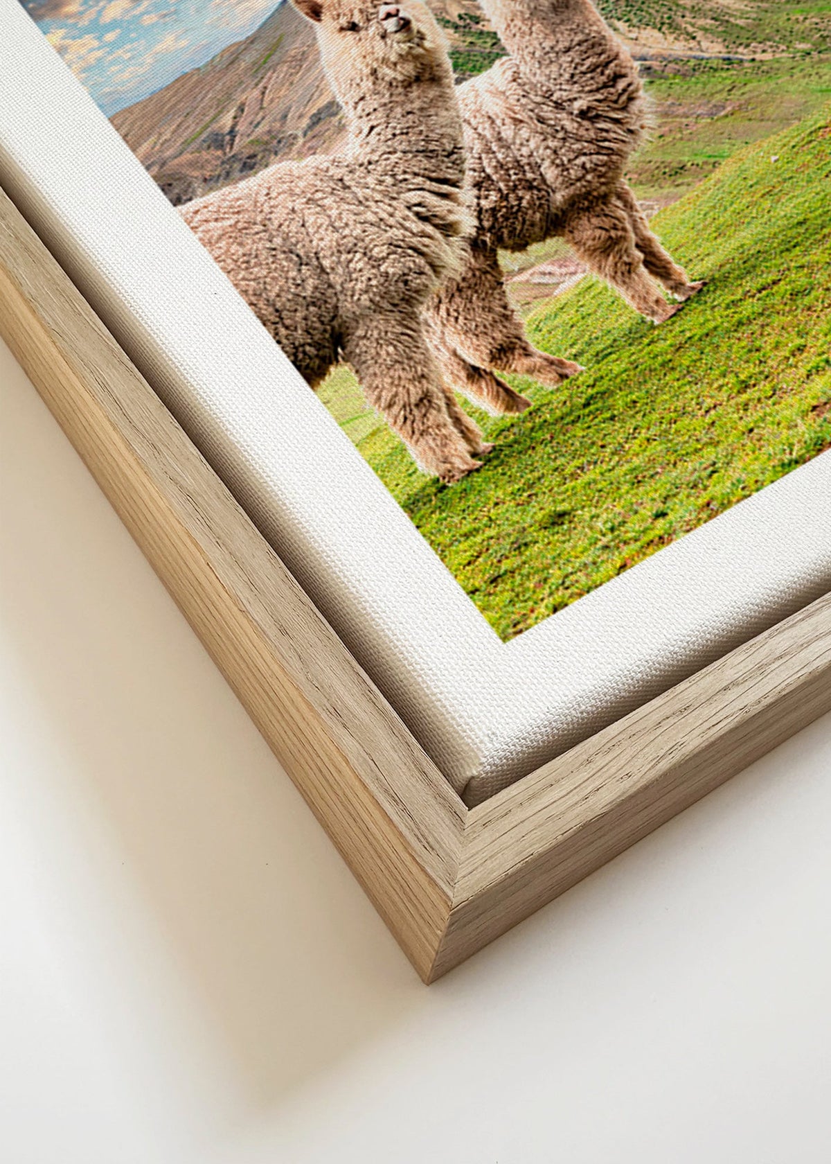 Opera alpaca sulla montagna arcobaleno – Canvas detail