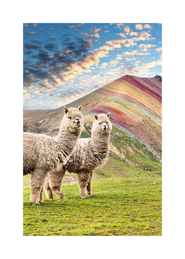 Opera alpaca sulla montagna arcobaleno
