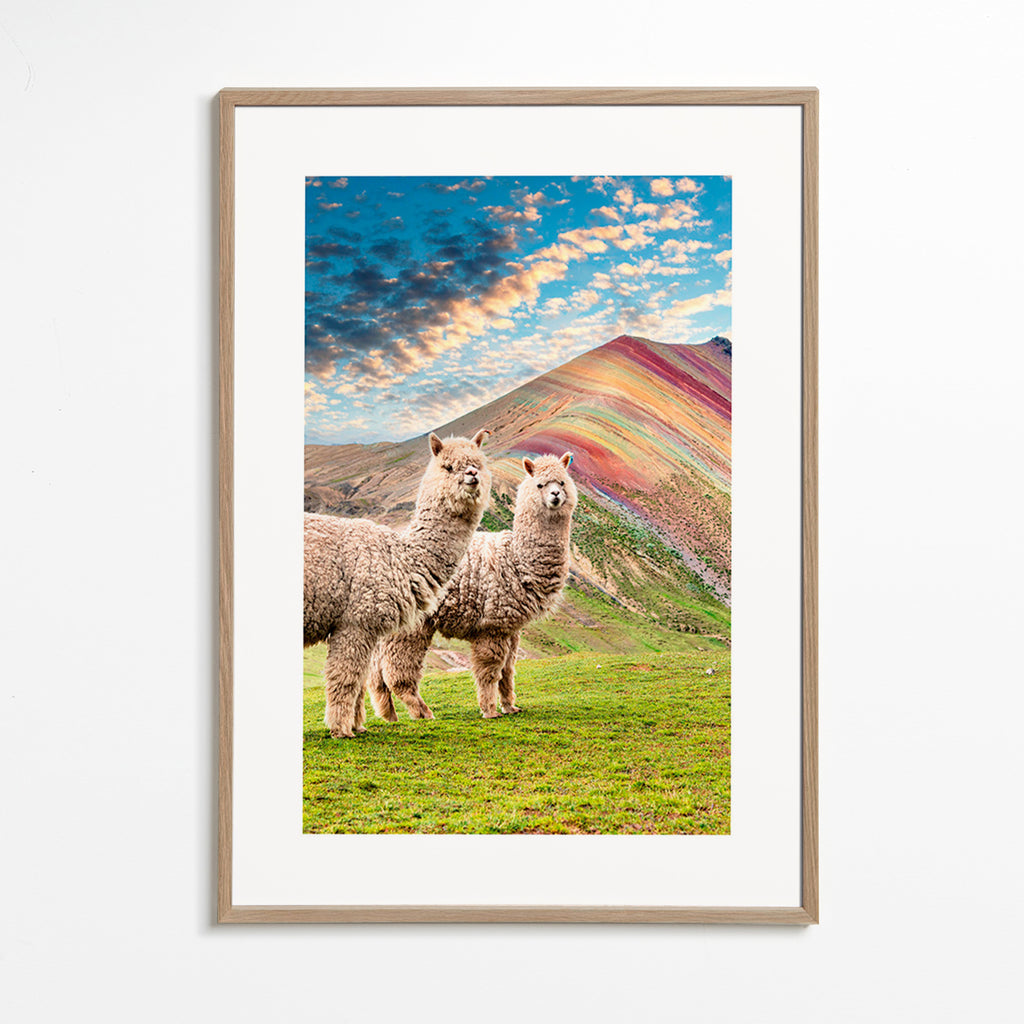 Opera alpaca sulla montagna arcobaleno – Oak Frame