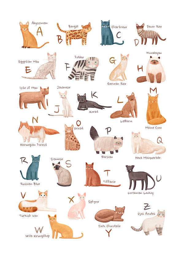 Stampa per bambini: alfabeto dei gatti illustrato