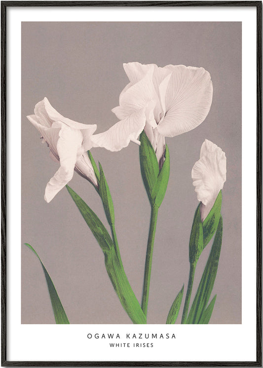 Ogawa Kazumasa White Irises