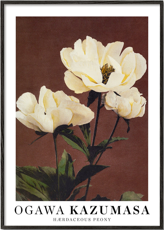 Ogawa Kazumasa peony