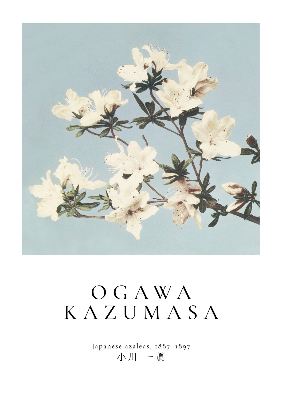 Japanese azaleas by Ogawa Kazumasa - Unframed art print