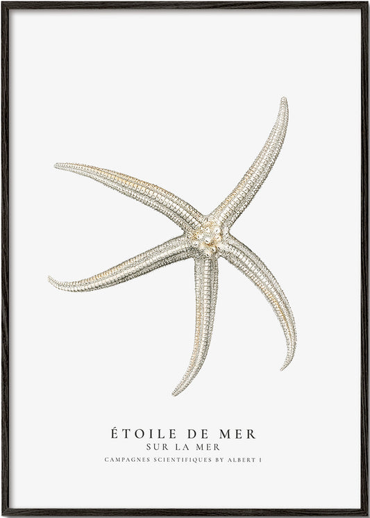 Starfish (Étoile de mer) II - Sealife Collection