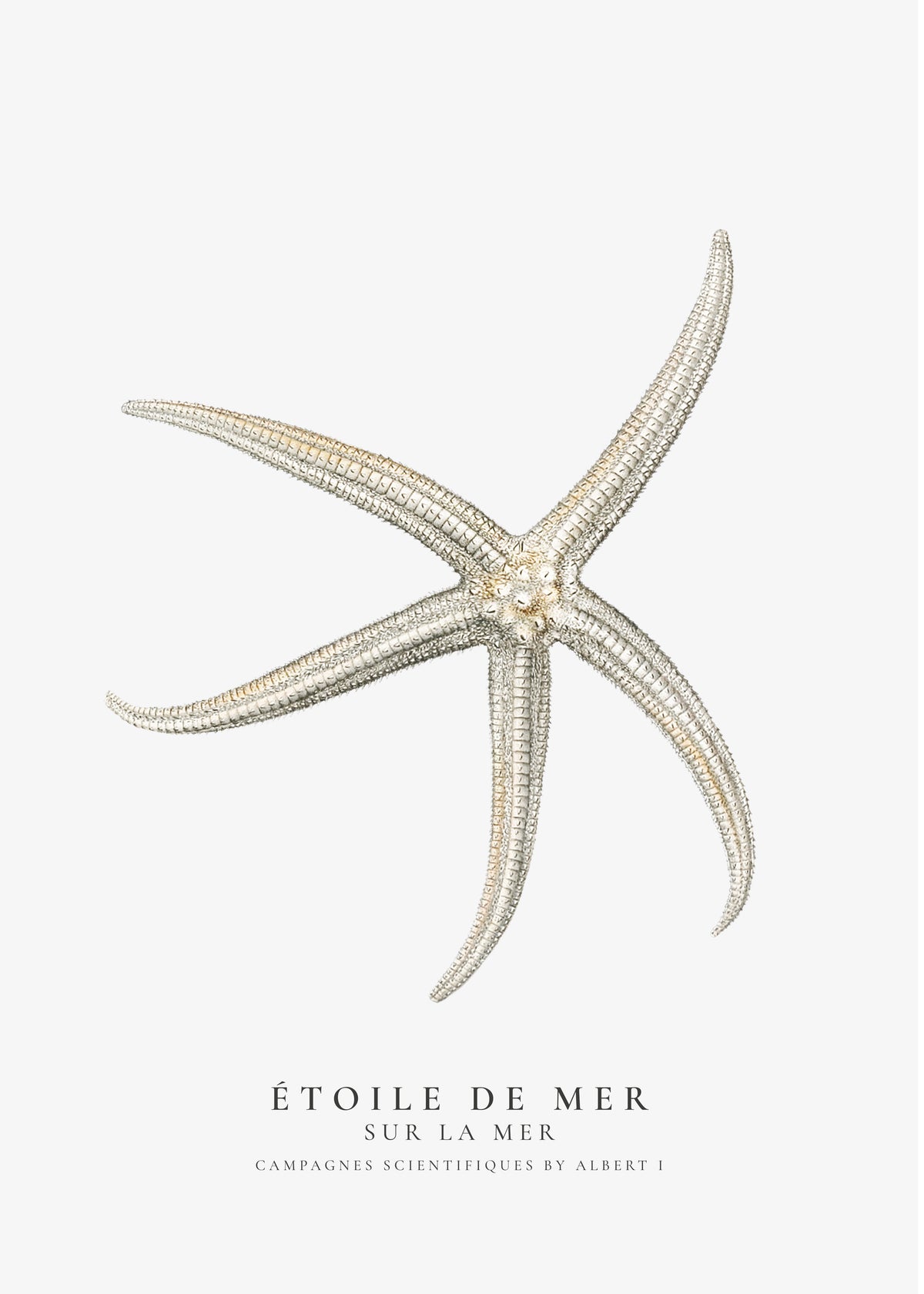 Starfish (Étoile de mer) II - Sealife Collection - Unframed art print