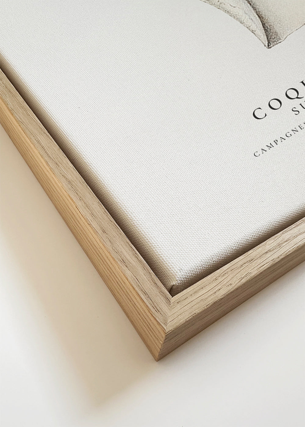 The gastropod shell (Coquillage) - Sealife Collection